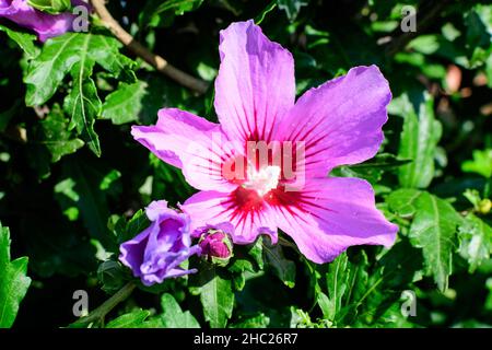 Rosa zarte Blume des Cornus kousa-Baumes, allgemein bekannt als ousa, kousa, chinesisches, koreanisches und japanisches Dogwood, und grüne Blätter in einem Garten in einer Sonne Stockfoto