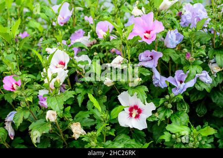 Rosa zarte Blüten des Cornus kousa-Baumes, allgemein bekannt als ousa, kousa, chinesisches, koreanisches und japanisches Dogwood, und grüne Blätter in einem Garten in der Sonne Stockfoto