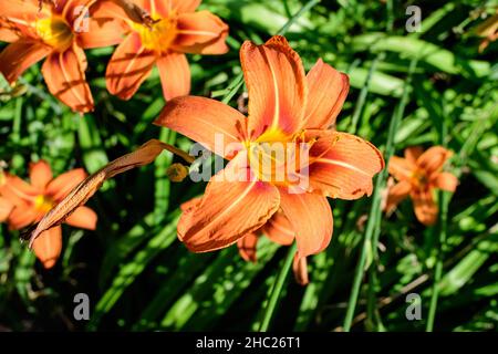 Viele kleine lebendige orange Blüten von Lilium oder Lily Pflanze in einem britischen Cottage-Stil Garten in einem sonnigen Sommertag, schöne Outdoor floralen Hintergrund p Stockfoto