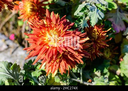 Viele lebendige orange Chrysanthemum x Morifolium Blumen in einem Garten in einem sonnigen Herbsttag, schöne bunte Outdoor-Hintergrund mit weichem f fotografiert Stockfoto