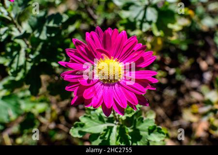Eine leuchtend rosa Chrysanthemum x Morifolium Blume in einem Garten an einem sonnigen Herbsttag, schöne bunte Outdoor-Hintergrund mit weichem Fokus fotografiert Stockfoto