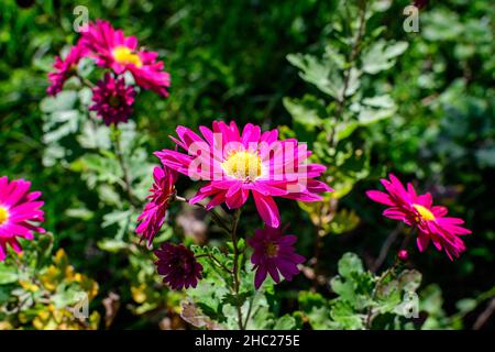 Eine leuchtend rosa Chrysanthemum x Morifolium Blume in einem Garten an einem sonnigen Herbsttag, schöne bunte Outdoor-Hintergrund mit weichem Fokus fotografiert Stockfoto