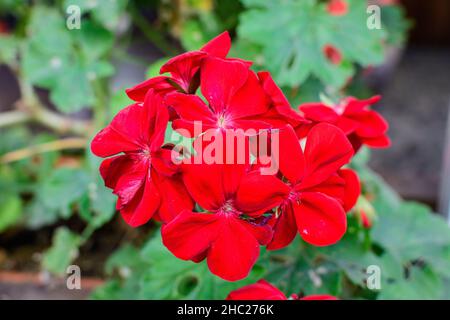 Kleine, leuchtend rote Pelargonium-Blüten, bekannt als Geranien, Pelargonien oder Storchschnäbel, und frische grüne Blätter in einem Topf in einem Garten im Sommerfrühling Stockfoto