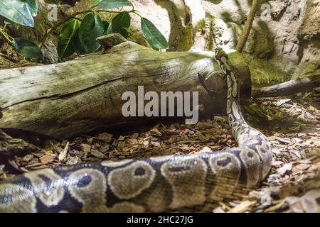 Royal Python Schlange kriecht auf Dschungelboden. Stockfoto