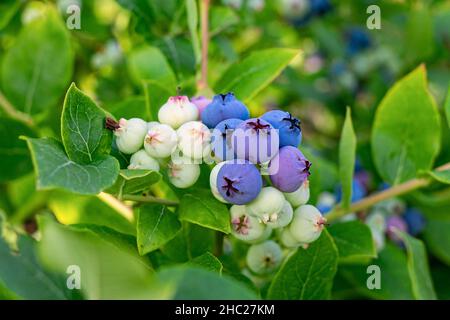 Trauben von kultivierten Heidelbeeren (Highbusch) reifen auf dem Busch Stockfoto