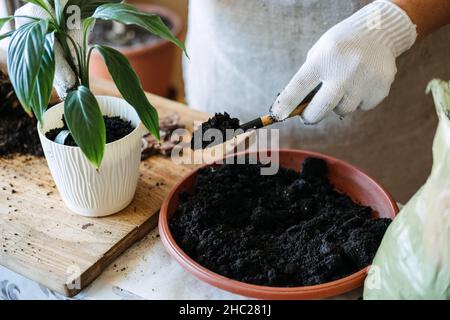 Blumenerde. Boden, um Zimmerpflanzen umzutopfen. Frühling Zimmerpflanzen Pflege, repotting Zimmerpflanzen. Die Frau pflanzt die Pflanze zu Hause in einen neuen Topf. Gärtner Stockfoto