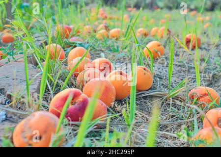 Gefallene und verfaulte Aprikosen auf Gras. Ländliches und sommerliches Konzept Stockfoto