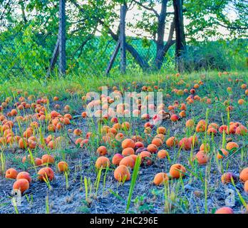 Gefallene und verfaulte Aprikosen auf Gras. Ländliches und sommerliches Konzept Stockfoto