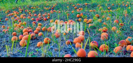 Gefallene und verfaulte Aprikosen auf Gras. Ländliches und sommerliches Konzept Stockfoto