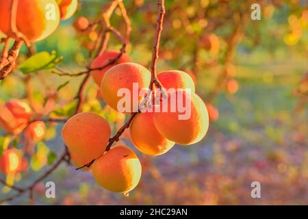 Aprikosen auf Aprikosenbaum. Sommerfrüchte. Reife Aprikosen auf einem Ast. Nahaufnahme. Blick auf Aprikosen während der goldenen Stunde. Stockfoto