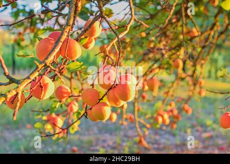 Aprikosen auf Aprikosenbaum. Sommerfrüchte. Reife Aprikosen auf einem Ast. Stockfoto