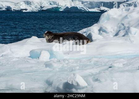 Eine Weddellrobbe (Leptonychotes weddellii) entspannt sich, während sie auf einem Eisberg in der Wilhelmina-Bucht in der Antarktis schwimmt Stockfoto