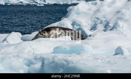 Eine Weddellrobbe (Leptonychotes weddellii) entspannt sich, während sie auf einem Eisberg in der Wilhelmina-Bucht in der Antarktis schwimmt Stockfoto