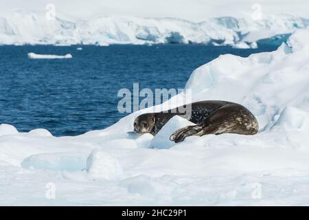 Eine Weddellrobbe (Leptonychotes weddellii) entspannt sich, während sie auf einem Eisberg in der Wilhelmina-Bucht in der Antarktis schwimmt Stockfoto