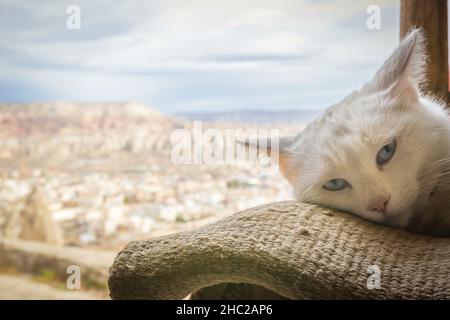 Weiß blaue Augen Katzenkopf liegt auf der Decke mit einem Hintergrund von Kappadokie durch das Fenster.Tiere in der Türkei. Stockfoto