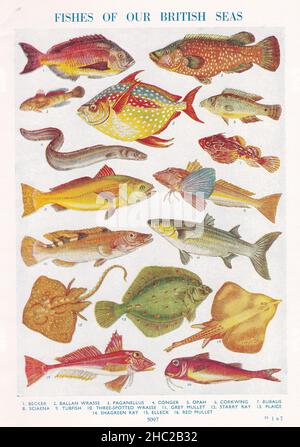 Vintage-Illustrationen von Fischen aus unseren Britischen Meeren 1930s. Stockfoto