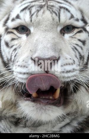 Liberec, Tschechische Republik. 23rd Dez 2021. Eine weiße indische Tigerin namens Surya Bara im Zoo Liberec in der Tschechischen Republik. Im Gegensatz zu anderen Tigern haben sie rosa Nasen und wunderschöne blaue Augen. Weiße Tiger, diese rezessive Farbvariante kommt nur in der bengalischen Unterart vor und hat regelmäßige Streifen und blaue Augen. Es ist kein Albinismus. (Bild: © Slavek Ruta/ZUMA Press Wire) Bild: ZUMA Press, Inc./Alamy Live News Stockfoto