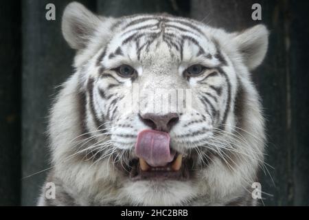 Liberec, Tschechische Republik. 23rd Dez 2021. Eine weiße indische Tigerin namens Surya Bara im Zoo Liberec in der Tschechischen Republik. Im Gegensatz zu anderen Tigern haben sie rosa Nasen und wunderschöne blaue Augen. Weiße Tiger, diese rezessive Farbvariante kommt nur in der bengalischen Unterart vor und hat regelmäßige Streifen und blaue Augen. Es ist kein Albinismus. (Bild: © Slavek Ruta/ZUMA Press Wire) Bild: ZUMA Press, Inc./Alamy Live News Stockfoto