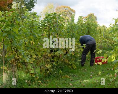 Weinlese im Renishaw Hall Vineyard, in der Nähe von Sheffield, England, Großbritannien. Stockfoto