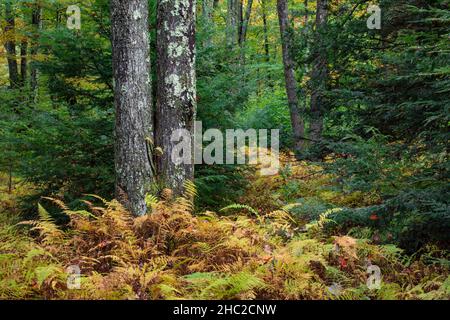 Ein Herbstwald im Delaware State Forest in Pennsylvania, Pocono Mountains Stockfoto