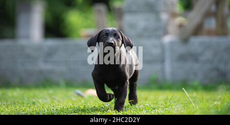 Niedlicher schwarzer labrador-Welpe, der im grünen Gras zur Kamera läuft. Stockfoto