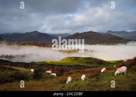 Morgennebel über Little Langdale. Stockfoto