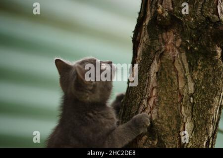 Graues flauschiges Kätzchen, das auf einem Baumstamm im Garten klettert. Stockfoto