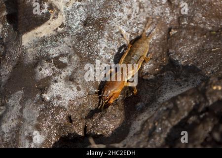 Landwirtschaftliche Schädlinge auf dem Boden der europäischen Maulwurfkricket. Selektiver Fokus. Insekten - landwirtschaftliche Schädlinge Stockfoto