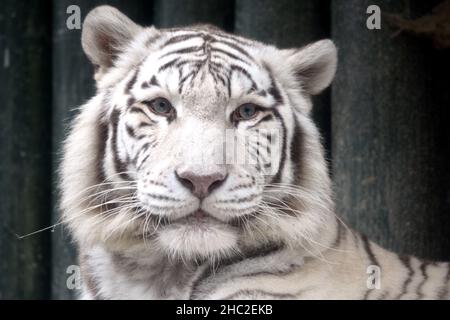 Liberec, Tschechische Republik. 23rd Dez 2021. Eine weiße indische Tigerin namens Surya Bara im Zoo Liberec in der Tschechischen Republik. Im Gegensatz zu anderen Tigern haben sie rosa Nasen und wunderschöne blaue Augen. Weiße Tiger, diese rezessive Farbvariante kommt nur in der bengalischen Unterart vor und hat regelmäßige Streifen und blaue Augen. Es ist kein Albinismus. (Bild: © Slavek Ruta/ZUMA Press Wire) Bild: ZUMA Press, Inc./Alamy Live News Stockfoto