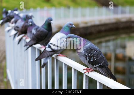 Viele schöne wilde graue Tauben sitzen auf dem eisernen Zaun des Flusses am Stadtdamm im Park. Selektiver Fokus. Stockfoto