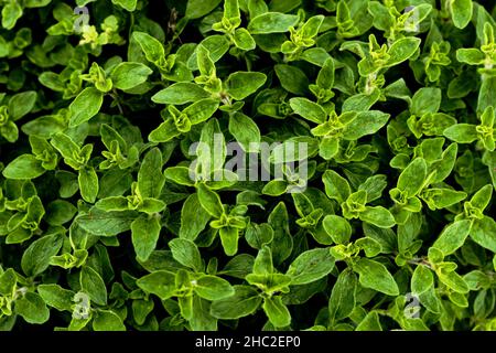 Majoran Kraut - Origanum vulgare Laub Hintergrund Stockfoto