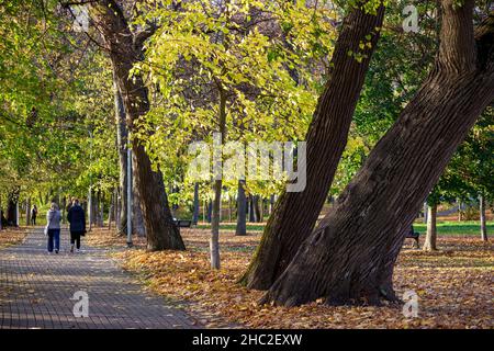 Zu Fuß gepflasterten Weg im Herbst Park und alte dicke Linden. Park-Anwesen Belkino im Herbst. Menschen auf einem Spaziergang Stockfoto