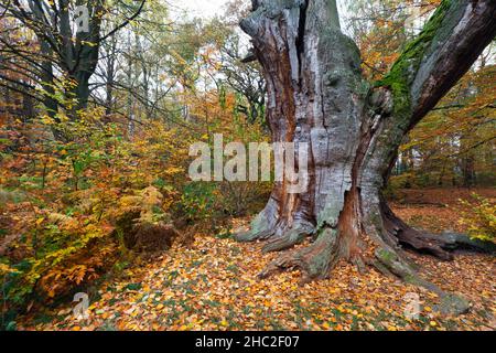 Eiche, Eiche, (Quercus robur), alter Stamm, umgeben von Herbstfarben, Oktober, Hessen, Deutschland Stockfoto