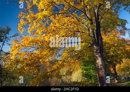 Herbstfarbe, Norwegenahorn, (Acer platanoides), am Ufer der Weser, Niedersachsen, Deutschland Stockfoto