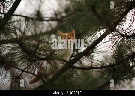 Ingwer-Kätzchen gehen auf einem Kiefernbaum Äste im Garten. Stockfoto