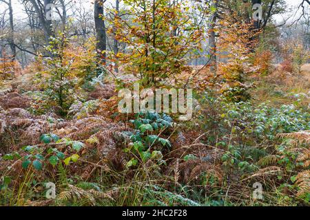 Herbstfarbe, junge Buchen, (Fagus sylvatica), Bracken, (Pteridium aquilinum) und Brambles, im Oktober mit Frühschnee bedeckt, Hessen, Deutschland Stockfoto