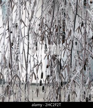 Frostbedeckte weinende Birke Stockfoto