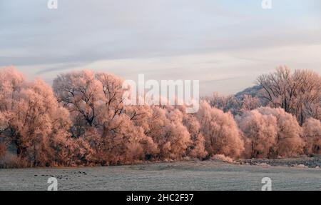 Fast surreale eisige Winterlandschaft mit See und Bäumen in rosa Sonnenuntergang Stockfoto