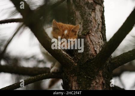 Ein Ingwer-Kätzchen läuft in einem bewölkten Garten entlang der Zweige einer Kiefer. Stockfoto