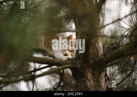 Ingwer-Kätzchen gehen auf einer Kiefer im Garten. Stockfoto