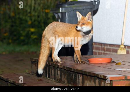 Europäischer Rotfuchs, (Vulpus vulpus), mit Pflanzentopf um den Hals, neben dem Gericht stehend, vor dem dafür ausgestellten Essen, Niedersachsen, Deutschland Stockfoto