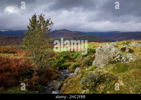 Ein Bach auf Black Fell in der Nähe der Skelwith Bridge. Stockfoto