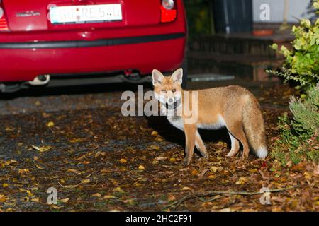 Europäischer Rotfuchs (Vulpus vulpus), mit Pflanzentopf um den Hals, stehend auf der Auffahrt des Hausgeländes, nachts, Niedersachsen, Deutschland Stockfoto