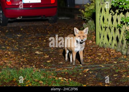 Europäischer Rotfuchs (Vulpus vulpus), mit Pflanzentopf um den Hals, stehend auf der Auffahrt des Hausgeländes, nachts, Niedersachsen, Deutschland Stockfoto