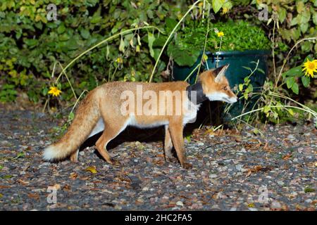 Europäischer Rotfuchs (Vulpus vulpus), mit Pflanzentopf um den Hals, auf der Auffahrt zum Haus, nachts auf Nahrungssuche, Niedersachsen, Deutschland Stockfoto