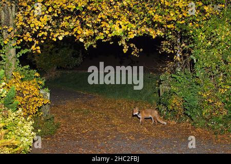 Europäischer Rotfuchs, (Vulpus vulpus), Zauberpflanzen-Topf um den Hals, am Eingang des Gartens, Nacht, Niedersachsen, Deutschland Stockfoto