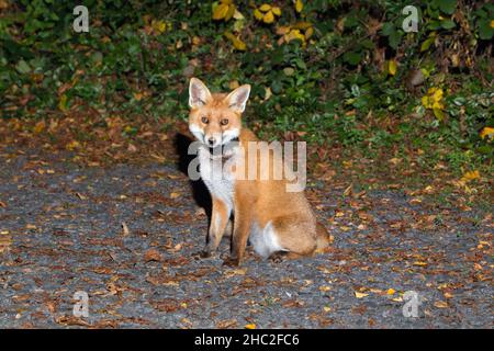 Europäischer Rotfuchs (Vulpus vulpus), sitzend auf der Auffahrt, mit Pflanzentopf um den Hals, Niedersachsen, Deutschland Stockfoto