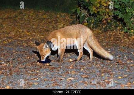 Europäischer Rotfuchs, (Vulpus vulpus), mit Pflanzentopf um den Hals, Fütterung auf der Zufahrt, aus dafür ausgehändigter Nahrung, Niedersachsen, Deutschland Stockfoto