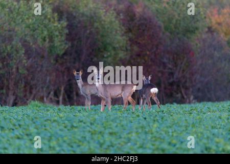 Rehe (Capreolus capreolus), wachsam bei der Ernte von Grünkohl, Niedersachsen, Deutschland Stockfoto