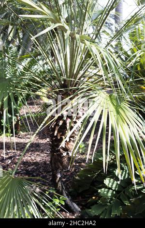 Chamaerops humilis - Europäische Fächerpalme. Stockfoto